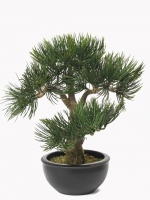 Bonsai Angel Pine 33cm